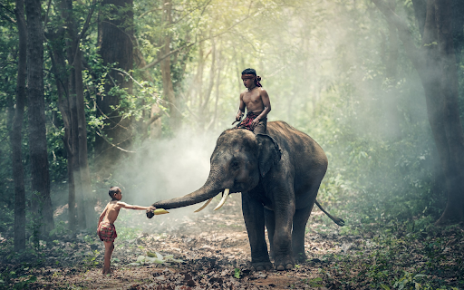 Riding an elephant in the forest from Chrome web store to be run with OffiDocs Chromium online Riding an elephant in the forest from Chrome web store to be run with OffiDocs Chromium online