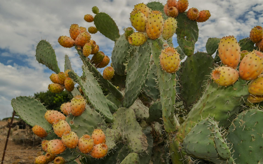 Ripe Cactus Fruit  from Chrome web store to be run with OffiDocs Chromium online