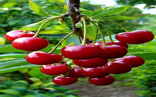 Ripe cherry bunch wallpaper  from Chrome web store to be run with OffiDocs Chromium online