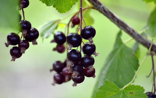 Ripe fruit  from Chrome web store to be run with OffiDocs Chromium online
