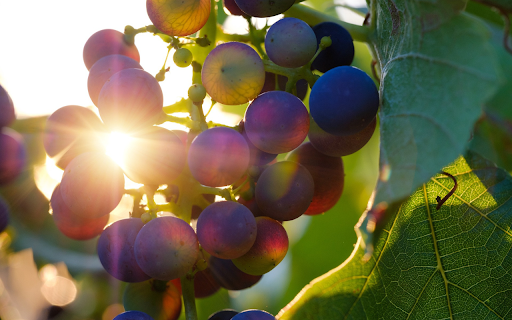Ripe grapes  from Chrome web store to be run with OffiDocs Chromium online