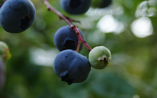 ripe green fruit  from Chrome web store to be run with OffiDocs Chromium online