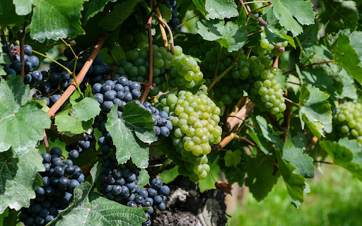 Ripe greengrapes  from Chrome web store to be run with OffiDocs Chromium online