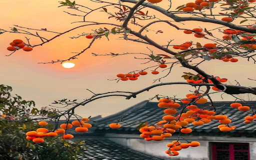 ripe persimmon wallpaper  from Chrome web store to be run with OffiDocs Chromium online