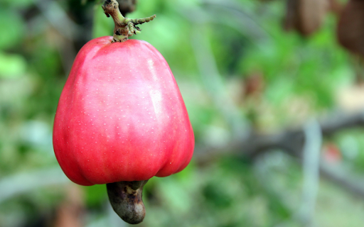 Ripe red cashew fruit  from Chrome web store to be run with OffiDocs Chromium online