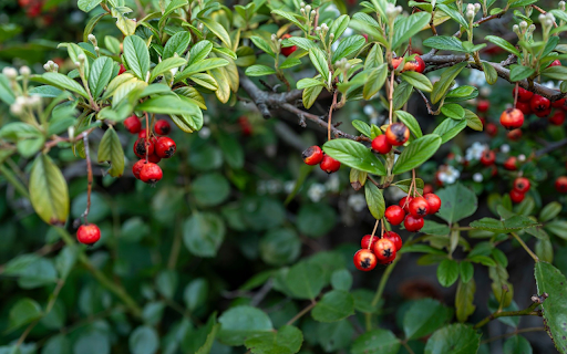 Ripe Red Fruits  from Chrome web store to be run with OffiDocs Chromium online