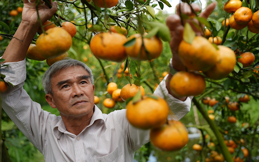 Ripe red tangerine garden  from Chrome web store to be run with OffiDocs Chromium online