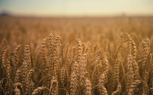 ripe rice  from Chrome web store to be run with OffiDocs Chromium online