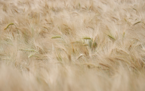 Ripe Rice Field  from Chrome web store to be run with OffiDocs Chromium online