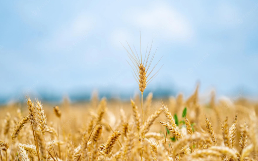 ripe rice flowers  from Chrome web store to be run with OffiDocs Chromium online