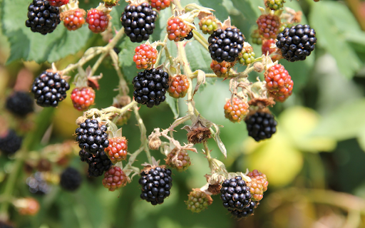 Ripe wild raspberries  from Chrome web store to be run with OffiDocs Chromium online