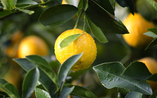 Ripe yellow oranges  from Chrome web store to be run with OffiDocs Chromium online