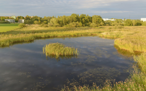 River and weeds  from Chrome web store to be run with OffiDocs Chromium online
