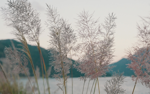 riverside grass  from Chrome web store to be run with OffiDocs Chromium online