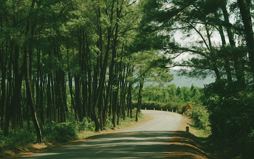 Road and row of casuarina trees  from Chrome web store to be run with OffiDocs Chromium online