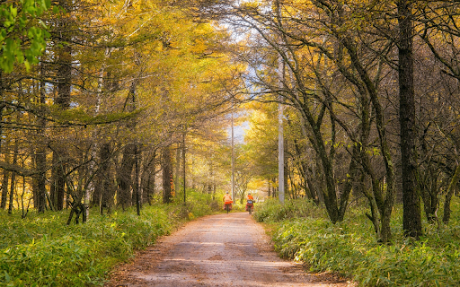 Road and trees  from Chrome web store to be run with OffiDocs Chromium online