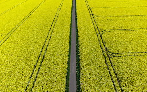 road and yellow flowers  from Chrome web store to be run with OffiDocs Chromium online