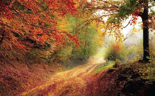 Road Forest  from Chrome web store to be run with OffiDocs Chromium online