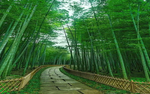 Road in the bamboo forest Wallpaper  from Chrome web store to be run with OffiDocs Chromium online