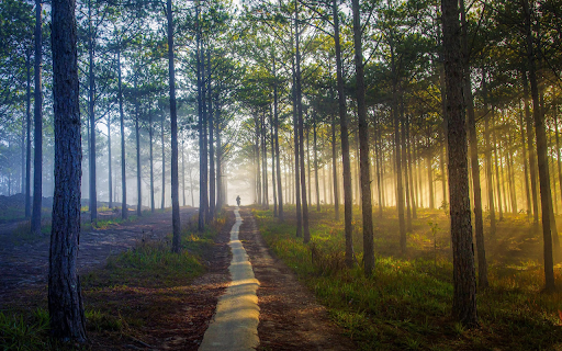 Road in the forest  from Chrome web store to be run with OffiDocs Chromium online