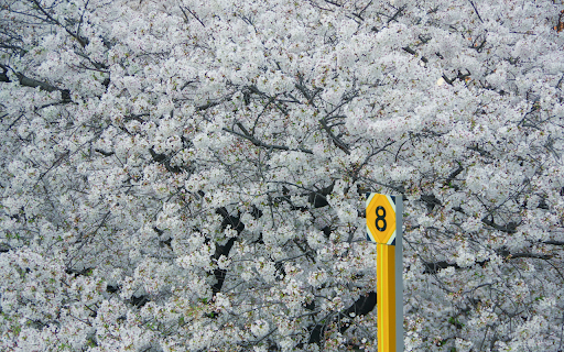 Road Sign against the Background of Trees in Blossom  from Chrome web store to be run with OffiDocs Chromium online