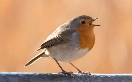 ROBIN Theme  from Chrome web store to be run with OffiDocs Chromium online