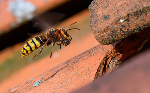 rocks and bees  from Chrome web store to be run with OffiDocs Chromium online
