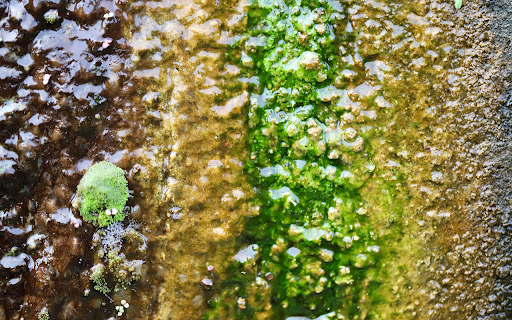 Rocks and moss  from Chrome web store to be run with OffiDocs Chromium online
