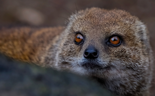 Rodents  from Chrome web store to be run with OffiDocs Chromium online