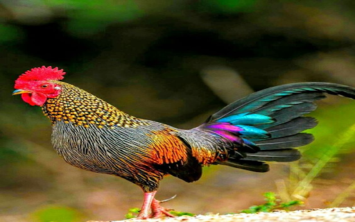 rooster wallpaper  from Chrome web store to be run with OffiDocs Chromium online