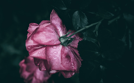 Rose bathed in the night rain  from Chrome web store to be run with OffiDocs Chromium online