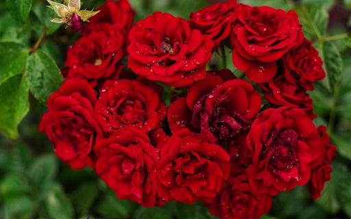 Rose bouquet in the dew  from Chrome web store to be run with OffiDocs Chromium online