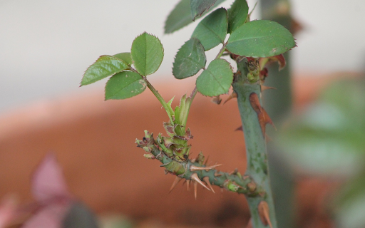 Rose branches have many thorns  from Chrome web store to be run with OffiDocs Chromium online