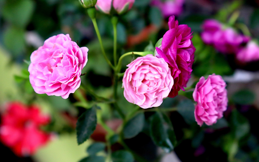 Rose Branch Full of Flowers  from Chrome web store to be run with OffiDocs Chromium online