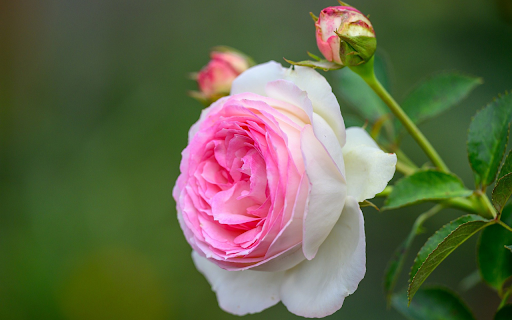 Rose Branch Showing Its Color  from Chrome web store to be run with OffiDocs Chromium online