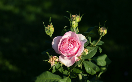 Rose branch with many buds  from Chrome web store to be run with OffiDocs Chromium online