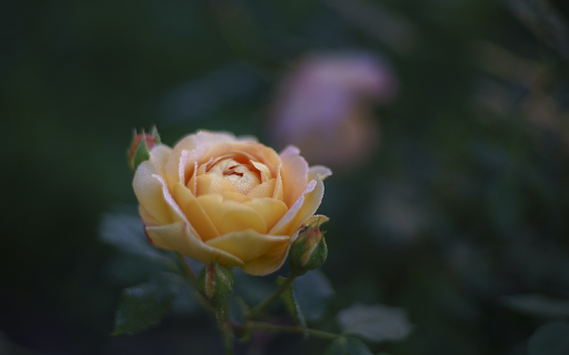 Rosebuds are shy in the early morning  from Chrome web store to be run with OffiDocs Chromium online