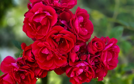Rose Cluster from Chrome web store to be run with OffiDocs Chromium online Rose Cluster from Chrome web store to be run with OffiDocs Chromium online