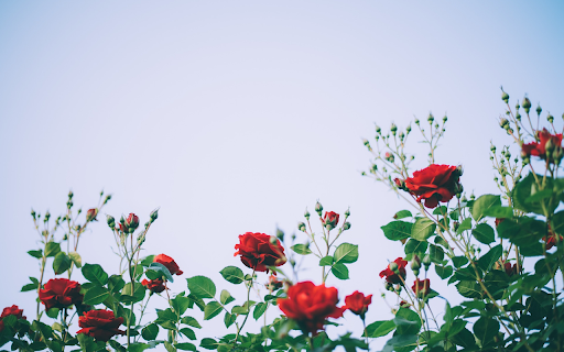Rose fields  from Chrome web store to be run with OffiDocs Chromium online