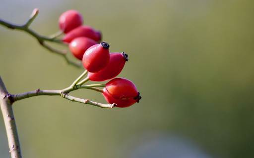 Rose fruit  from Chrome web store to be run with OffiDocs Chromium online