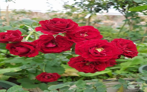rose garden wallpaper  from Chrome web store to be run with OffiDocs Chromium online
