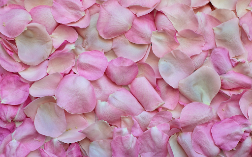 Rose leaf from Chrome web store to be run with OffiDocs Chromium online Rose leaf from Chrome web store to be run with OffiDocs Chromium online