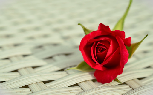 Rose next to the bamboo canopy  from Chrome web store to be run with OffiDocs Chromium online