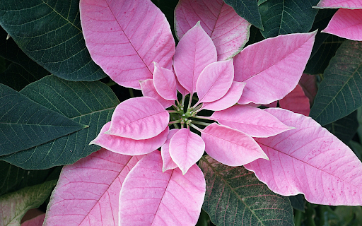 Rose petal poinsettia  from Chrome web store to be run with OffiDocs Chromium online