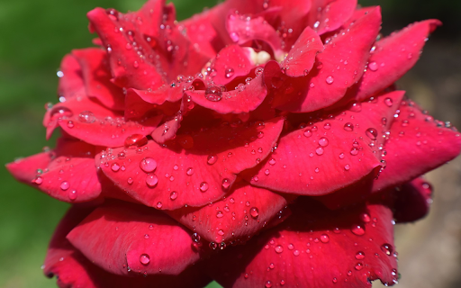 Roses after the rain  from Chrome web store to be run with OffiDocs Chromium online