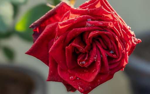Roses and water drops  from Chrome web store to be run with OffiDocs Chromium online
