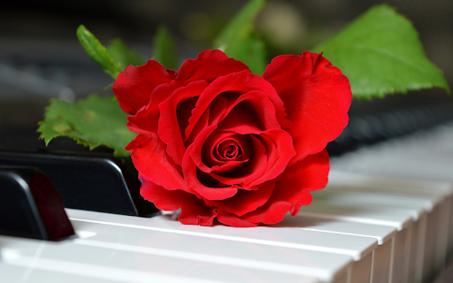 Roses on the keyboard  from Chrome web store to be run with OffiDocs Chromium online