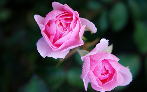 Roses still have morning dew  from Chrome web store to be run with OffiDocs Chromium online