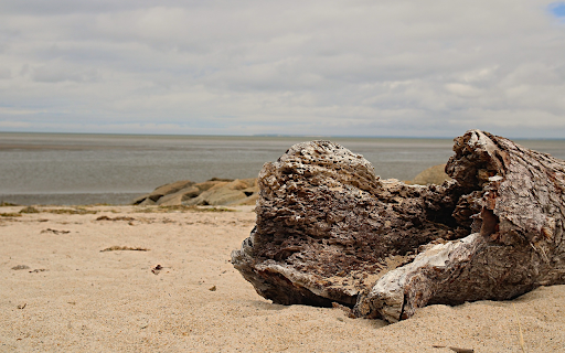Rotten tree stump on the sea  from Chrome web store to be run with OffiDocs Chromium online