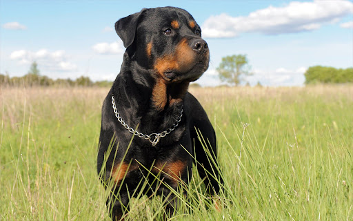Rottweiler Dog  from Chrome web store to be run with OffiDocs Chromium online